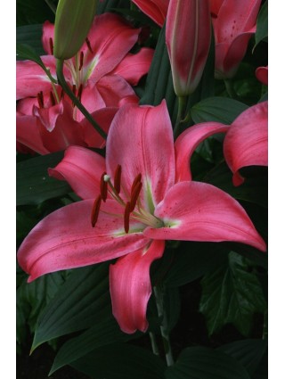 Lelija (Lot Lilium) 'Meridon'-LELIJOS-SVOGŪNINĖS GĖLĖS