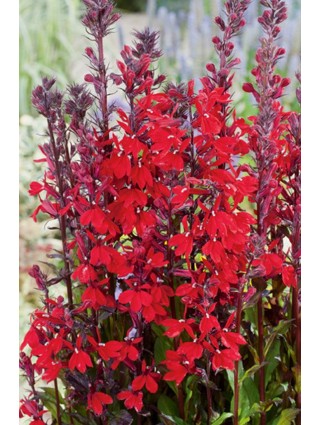 Kardinolo lobelija (Lot Lobelia cardinalis) P9-LOBELIJOS-VIENMETĖS GĖLĖS