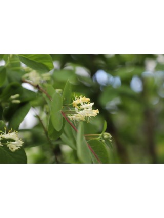 Sausmedis paprastasis (Lot Lonicera xylosteum) C90 SCREEN 180 CM (H) x 120 CM (W)-SAUSMEDŽIAI-VAISMEDŽIAI - VAISKRŪMIAI