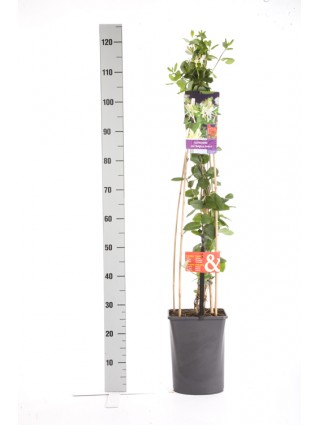 Sausmedis vijoklinis (Lot Lonicera per.) 'Belgica Select' C5 120 CM 4 ST (SK)-SAUSMEDŽIAI-VAISMEDŽIAI - VAISKRŪMIAI