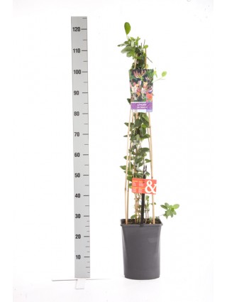 Sausmedis vijoklinis (Lot Lonicera per.) 'Serotina' C5 120 CM 4 ST (SK)-SAUSMEDŽIAI-VAISMEDŽIAI - VAISKRŪMIAI