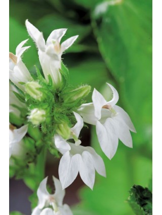 Lobelija siph. (Lot Lobelia siph.) 'Alba' P9-LOBELIJOS-VIENMETĖS GĖLĖS