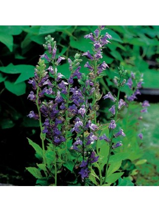 Lobelija siphilitica (Lot Lobelia siphilitica) P9-LOBELIJOS-VIENMETĖS GĖLĖS