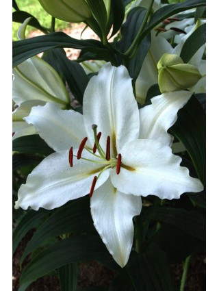 Lelija (Lot Lilium) 'Puresse'-LELIJOS-SVOGŪNINĖS GĖLĖS
