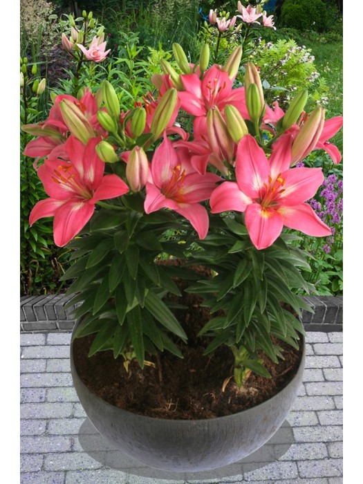 Lelija (Lot Lilium) 'Rozalynn'-LELIJOS-SVOGŪNINĖS GĖLĖS