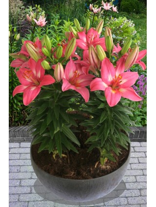 Lelija (Lot Lilium) 'Rozalynn'-LELIJOS-SVOGŪNINĖS GĖLĖS