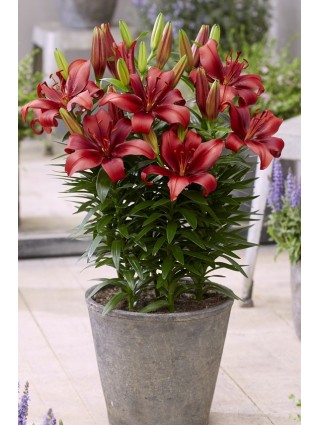Lelija (Lot Lilium) 'Salinero'-LELIJOS-SVOGŪNINĖS GĖLĖS