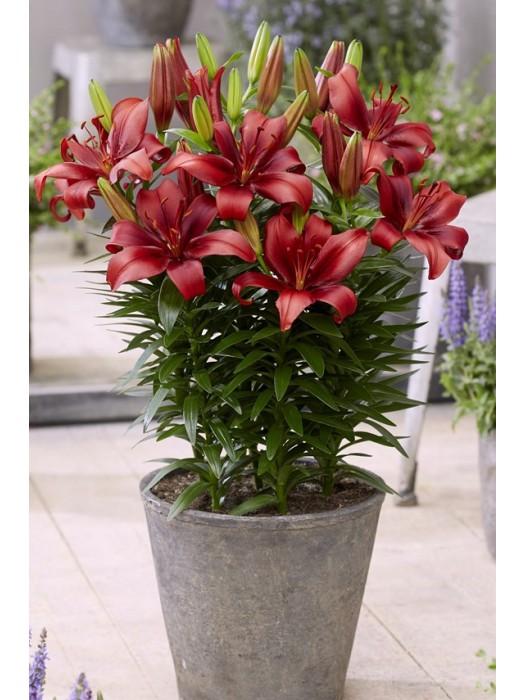 Lelija (Lot Lilium) 'Salinero'-LELIJOS-SVOGŪNINĖS GĖLĖS