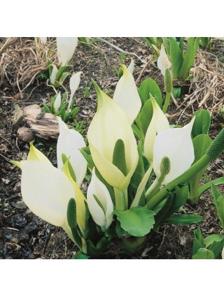 Kamčiatkinis lizichitonas (Lot Lysichiton camtschatcensis) 18X18 CM-KAMČIATKINIS lIZILCHITONAS-VANDENS IR PAKRANČIŲ