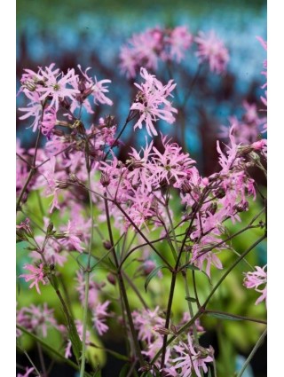 Šilkažiedė gaisrena (Lot Lychnis flos-cuculi) P9-KITI-DAUGIAMETĖS GĖLĖS