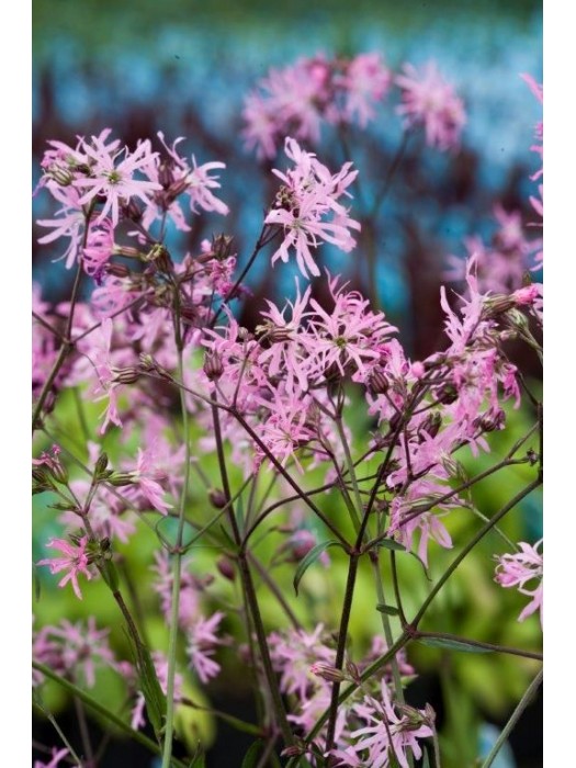 Šilkažiedė gaisrena (Lot Lychnis flos-cuculi) P9-KITI-DAUGIAMETĖS GĖLĖS