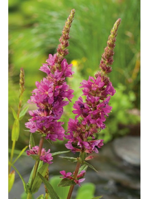 Paprastoji raudoklė (Lot Lythrum salicaria) 18X18 CM-RAUDOKLĖS-SMILGOS - VARPINIAI AUGALAI