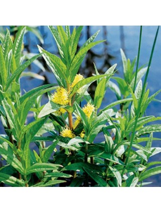 Puokštinė poraistė (Lot Lysimachia thyrsiflora) P9-PUOKŠTINĖ PORAISTĖ-VANDENS IR PAKRANČIŲ AUGALAI