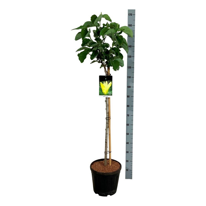 Magnolija (Lot Magnolia) 'Daphne' C15 KOTAS 90 CM-MAGNOLIJOS-KRŪMAI