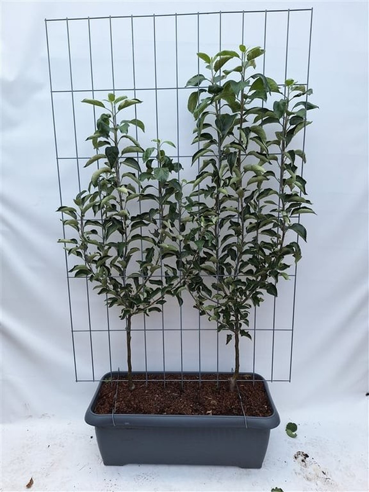 Naminė obelis (Lot Malus d.) 'Elstar' C90 SCREEN 180 CM (H) x 120 CM (W)-OBELYS-VAISMEDŽIAI - VAISKRŪMIAI