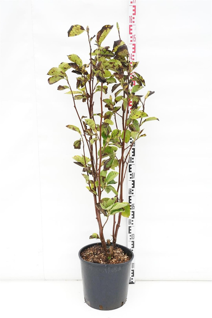 Magnolija puošnioji (Lot Magnolia denudata) C18 100-125 CM-MAGNOLIJOS-KRŪMAI