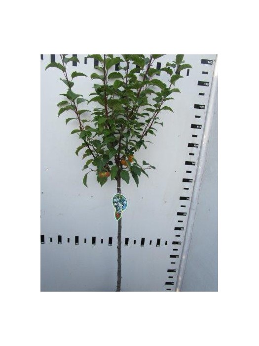 Obelis (Lot Malus) 'Evereste' C5/P23 KOTAS 80 CM 2YR-OBELYS-VAISMEDŽIAI - VAISKRŪMIAI