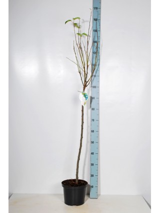 Obelis (Lot Malus) 'Evereste' C5/P23 KOTAS 80 CM 2YR-OBELYS-VAISMEDŽIAI - VAISKRŪMIAI