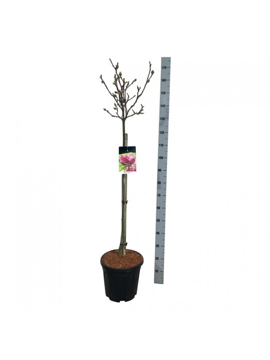 Magnolija (Lot Magnolia) 'Genie' C30 KOTAS 80 CM-MAGNOLIJOS-KRŪMAI