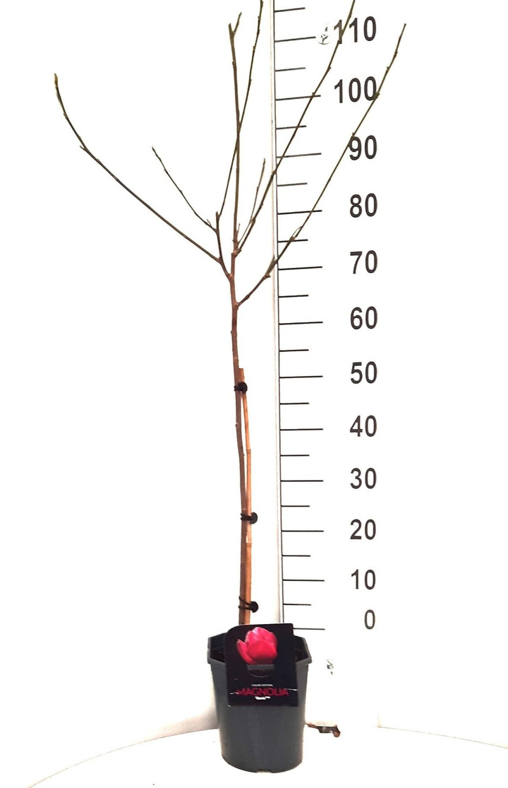 Magnolija (Lot Magnolia) 'Genie' C4,5/P22 KOTAS 60CM-MAGNOLIJOS-KRŪMAI