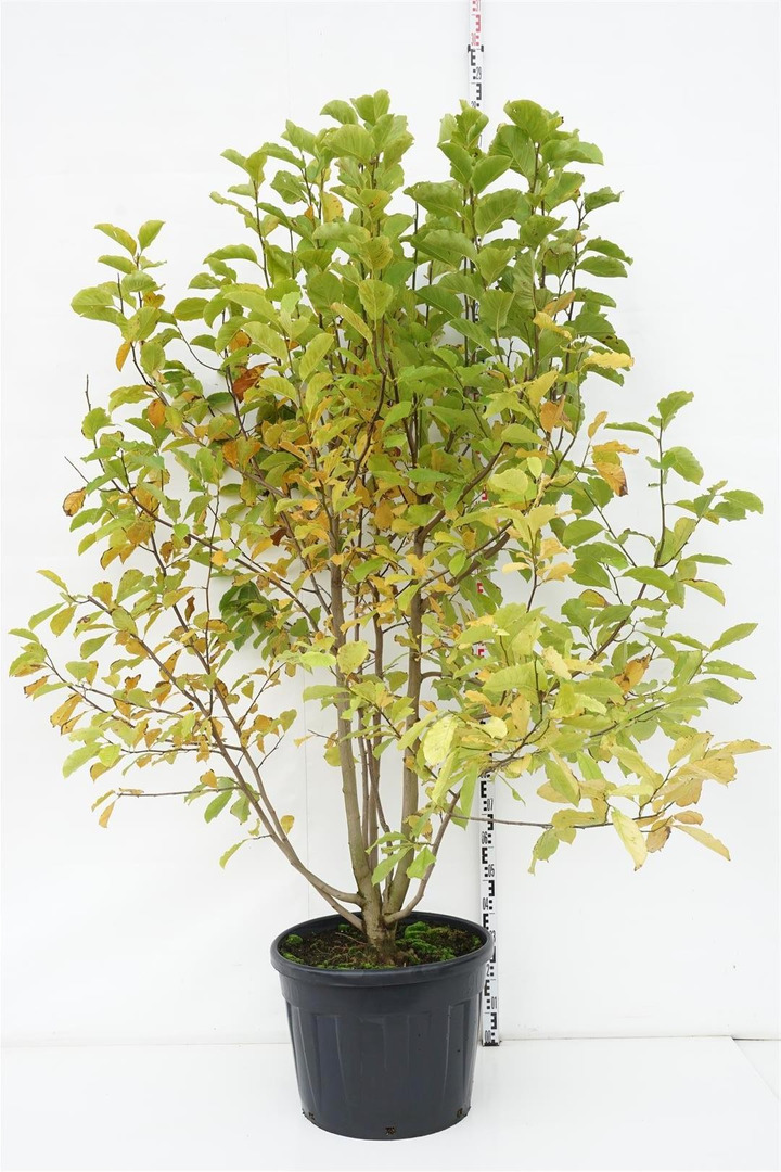 Magnolija japoninė (Lot Magnolia kobus) C90 175-200 CM KOTO-MAGNOLIJOS-KRŪMAI