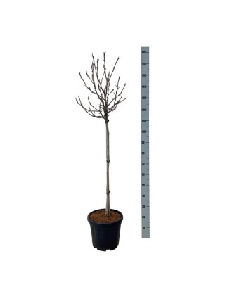 Magnolija (Lot Magnolia) 'March-Till-Frost' C15 KOTAS 80 CM-MAGNOLIJOS-KRŪMAI