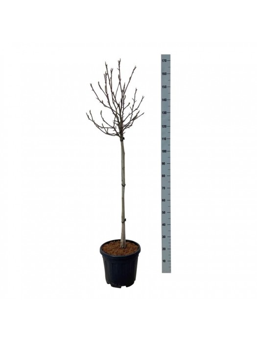 Magnolija (Lot Magnolia) 'March-Till-Frost' C15 KOTAS 80 CM-MAGNOLIJOS-KRŪMAI