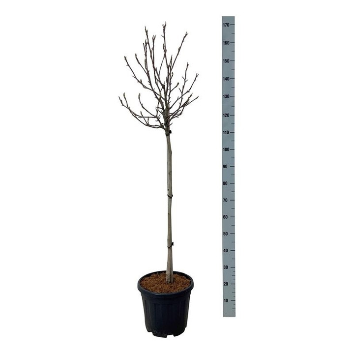 Magnolija (Lot Magnolia) 'March-Till-Frost' C15 KOTAS 80 CM-MAGNOLIJOS-KRŪMAI