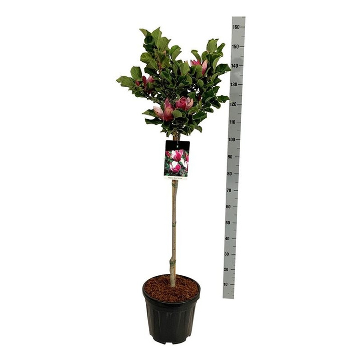 Magnolija (Lot Magnolia) 'March-Till-Frost' C15 KOTAS 80 CM-MAGNOLIJOS-KRŪMAI