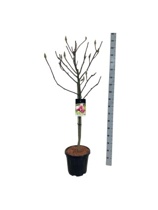 Magnolija (Lot Magnolia) 'Red as Red' C30 KOTAS 80 CM-MAGNOLIJOS-KRŪMAI