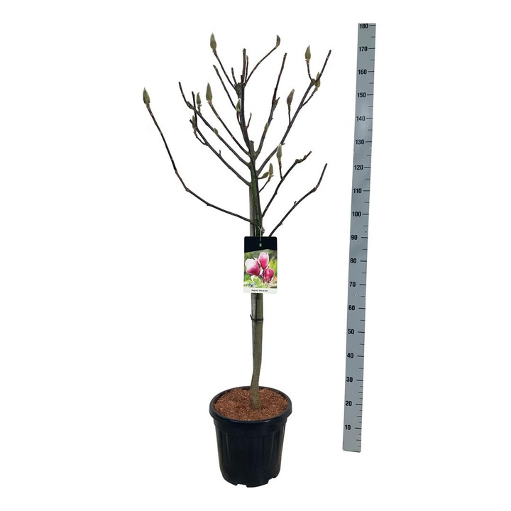 Magnolija (Lot Magnolia) 'Red as Red' C30 KOTAS 80 CM-MAGNOLIJOS-KRŪMAI