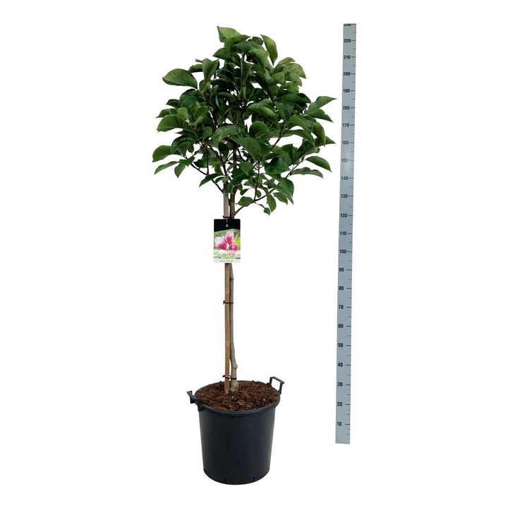 Magnolija (Lot Magnolia) 'Red as Red' C30 KOTAS 80 CM-MAGNOLIJOS-KRŪMAI
