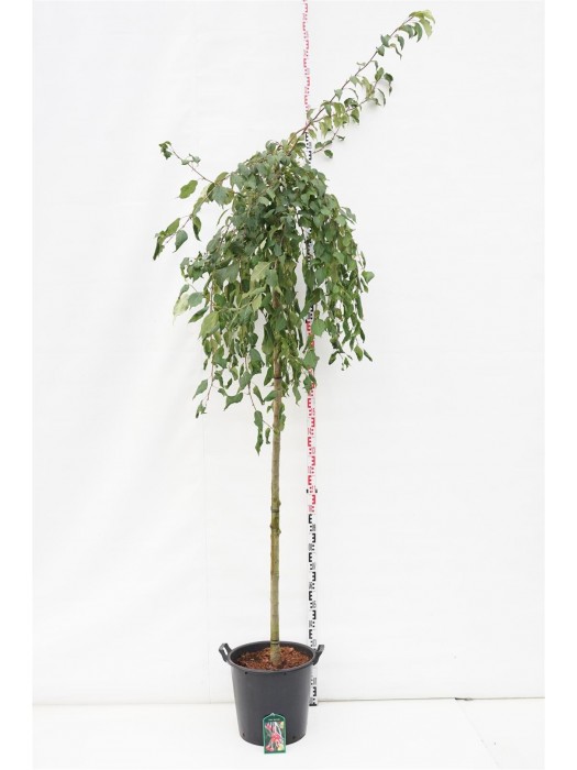 Obelis (Lot Malus) 'Red Jade' C35 KOTAS 225 CM KOTO APIMTIS 10-12 CM-OBELYS-VAISMEDŽIAI - VAISKRŪMIAI
