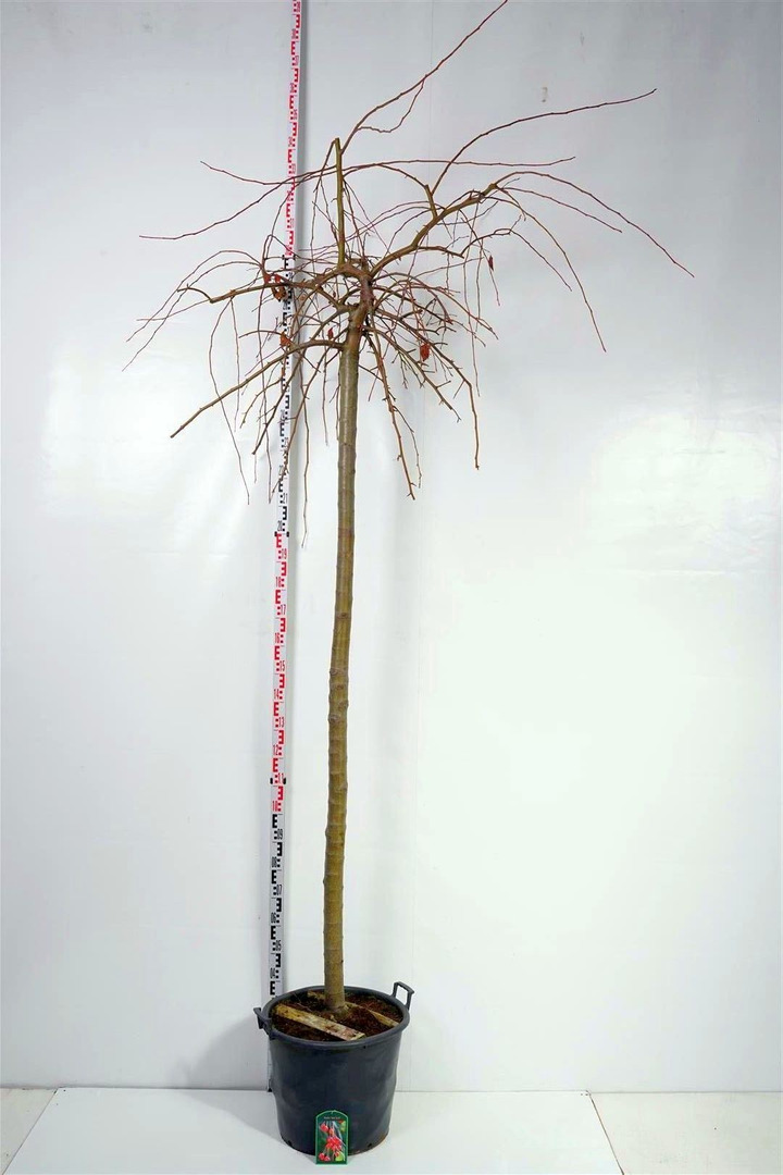 Obelis (Lot Malus) 'Red Jade' C50 KOTAS 225 CMKOTO APIMTIS 12-14 CM-OBELYS-VAISMEDŽIAI - VAISKRŪMIAI