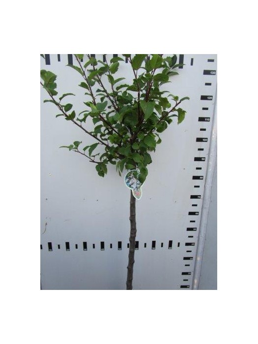 Obelis (Lot Malus) 'Red Sentinel' C5/P23 KOTAS 80 CM 2YR-OBELYS-VAISMEDŽIAI - VAISKRŪMIAI