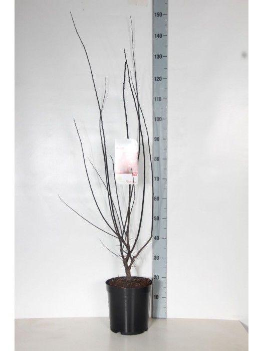 Obelis (Lot Malus) 'Red Sentinel' C7,5/P26 80-100 CM-OBELYS-VAISMEDŽIAI - VAISKRŪMIAI