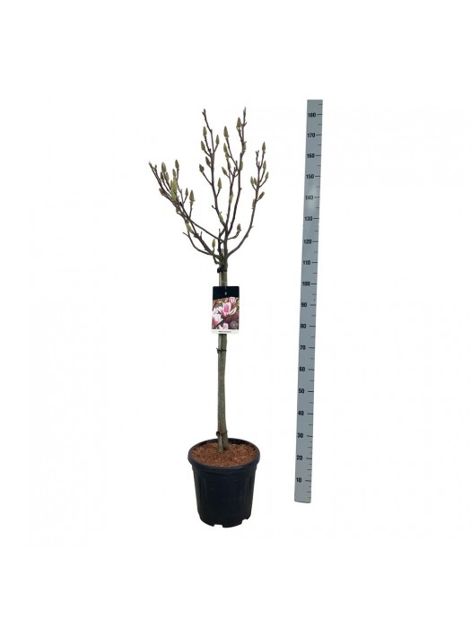 Magnolija sulanžo (Lot Magnolia soulangeana) C15 KOTAS 80 CM-MAGNOLIJOS-KRŪMAI