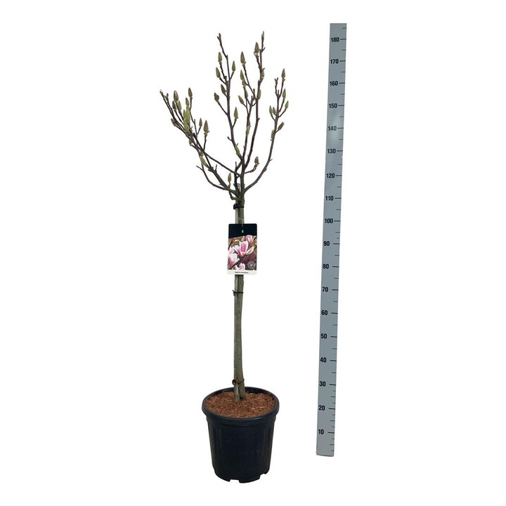 Magnolija sulanžo (Lot Magnolia soulangeana) C15 KOTAS 80 CM-MAGNOLIJOS-KRŪMAI