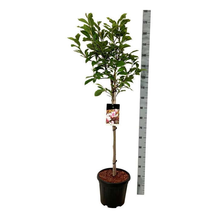 Magnolija sulanžo (Lot Magnolia soulangeana) C15 KOTAS 80 CM-MAGNOLIJOS-KRŪMAI