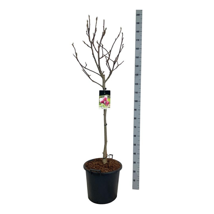 Magnolija sulanžo (Lot Magnolia soulangeana) C30 KOTAS 80 CM-MAGNOLIJOS-KRŪMAI