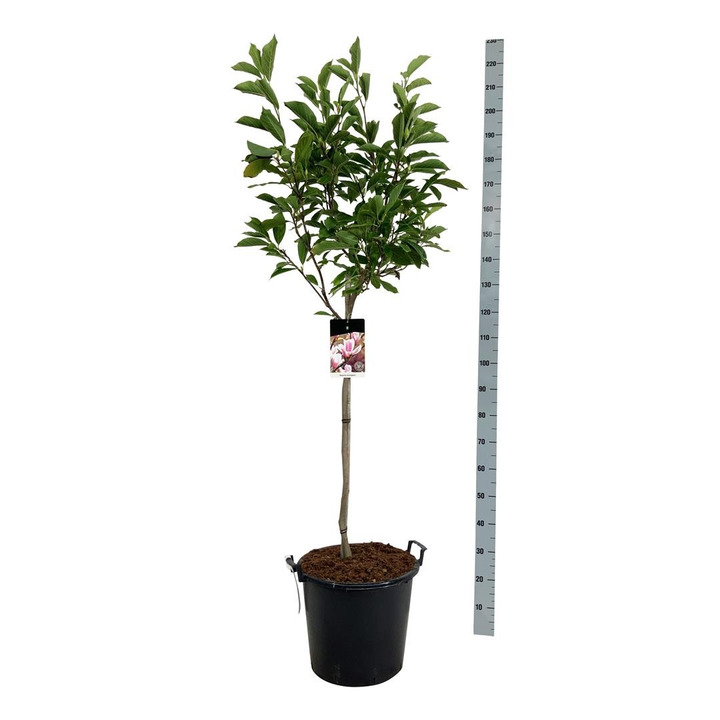 Magnolija sulanžo (Lot Magnolia soulangeana) C30 KOTAS 80 CM-MAGNOLIJOS-KRŪMAI