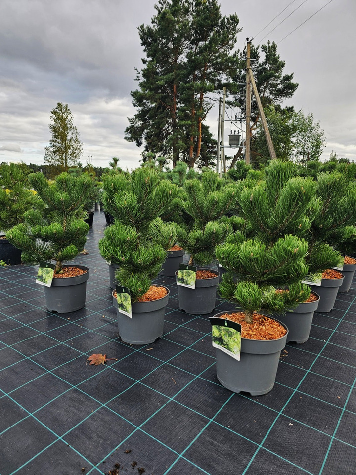 Pušis juodoji (Lot Pinus nigra) 'Oregon Green' C7.5 50-60 CM | PUŠYS | SPYGLIUOČIAI