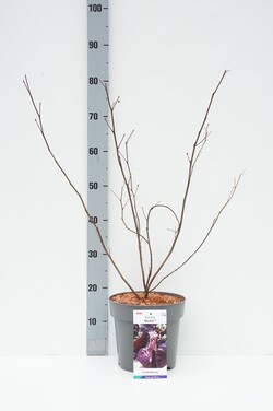 Kanadinis cercis (Lot Cercis can.) 'Merlot' C5/P23 40-50 CM