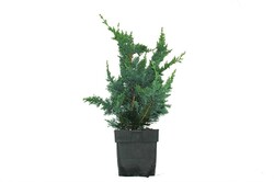 Puskiparisis lausono (Lot Chamaecyparis l.) 'Wisselii' C2/P17 40/+ CM