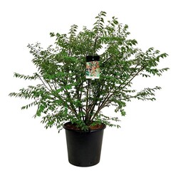 Ožekšnis sparnuotasis (Lot Euonymus alatus) C55 100-125CM