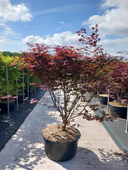 Klevas plaštakinis (Lot Acer pal.) 'Atropurpureum' C90 160-180 CM - nuotrauka 2