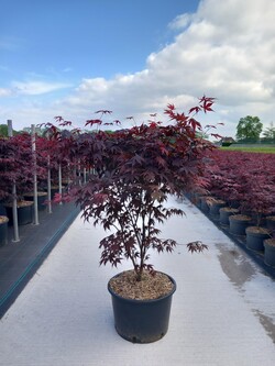 Klevas plaštakinis (Lot Acer pal.) 'Bloodgood' C35 100-125 CM