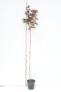 Klevas paprastasis (Lot Acer plat.) 'Crimson Sentry' C15 STIEBAS 180 CM