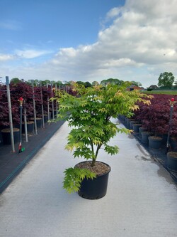 Klevas plaštakinis (Lot Acer pal.) 'Osakazuki' C35 100-125 CM