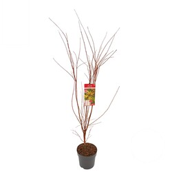 Klevas plaštakinis (Lot Acer pal.) 'Sangokaku' C10 60-80 CM